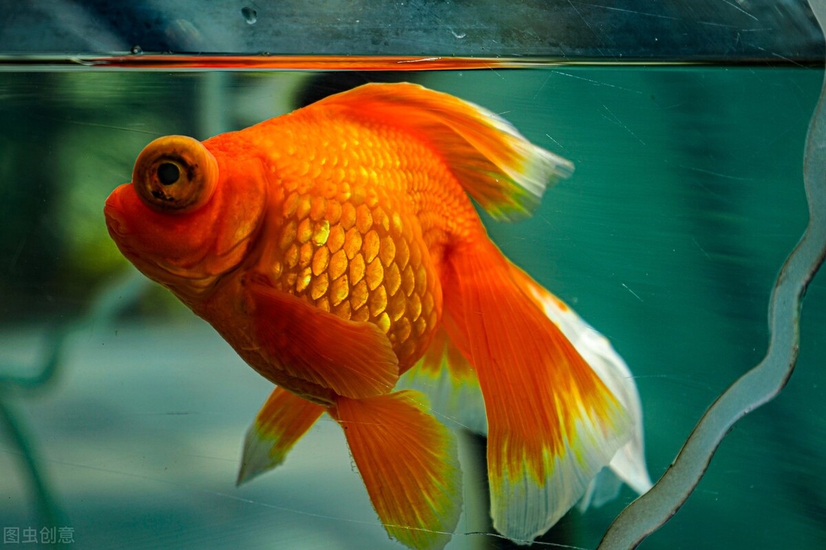 冬天养金鱼的正确方法,冬季鱼缸养金鱼