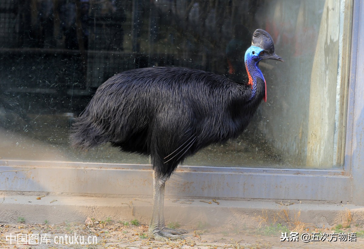 非洲鸵、澳洲鸵、美洲鸵和鹤鸵，傻傻分不清