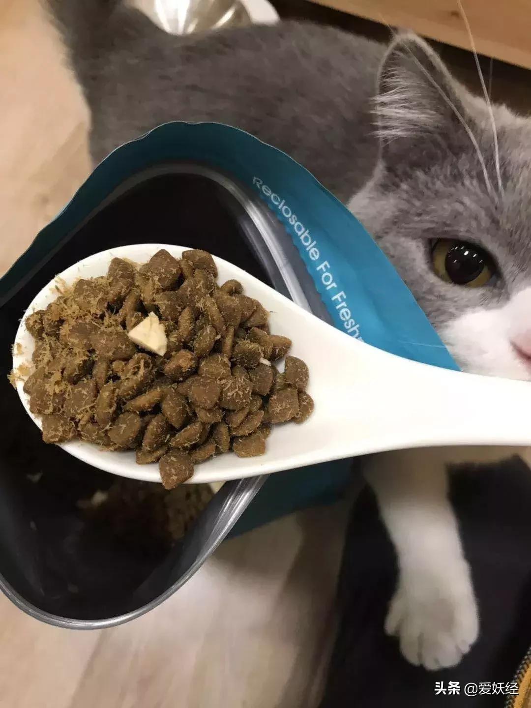 lorde全价猫粮,lorde猫粮值不值得购买