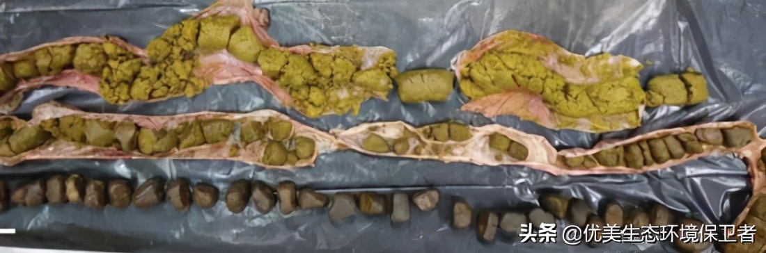 树袋熊的便便为什么是方形的,树袋熊有趣的知识