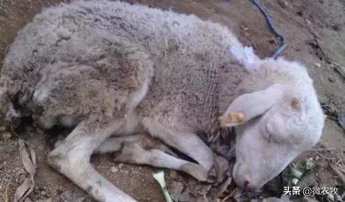 羊传染性脓疱病治疗方法,羊传染性角膜结膜炎治疗方法