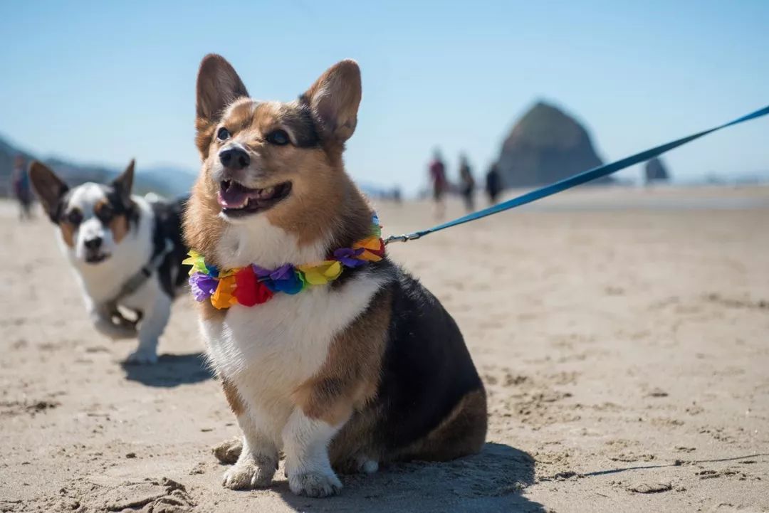 许多家猫家狗的冷知识,狗出没冷知识