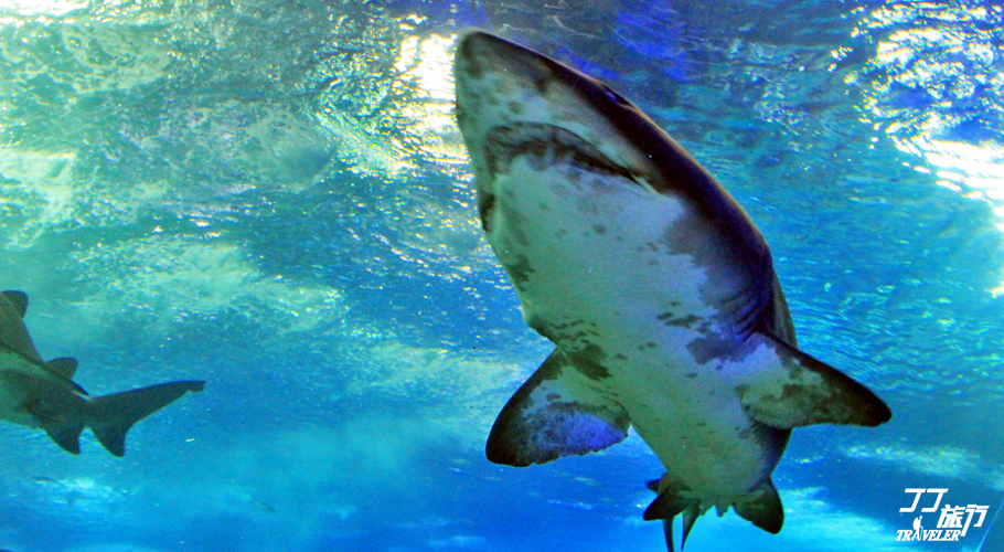 青岛最大的海洋世界在哪里呀,山中有海海上有门是谁写的