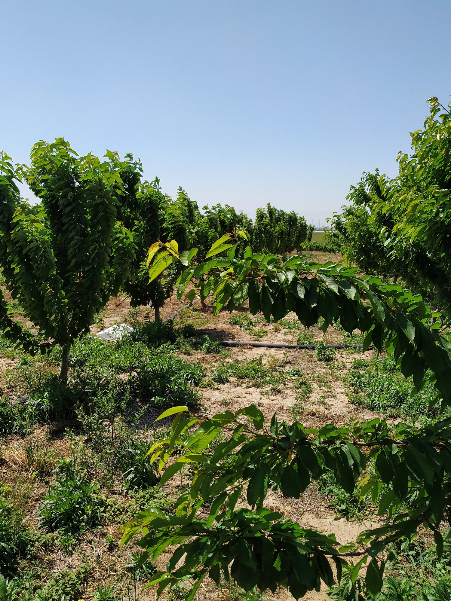 专治樱桃树流胶高效药,樱桃树涂干肥可以治流胶吗