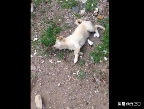 狗被鸡骨头卡住喉,小狗被鸡骨头卡住了会口吐白沫吗