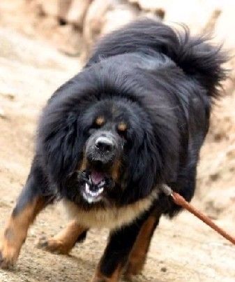 国外的狗跟中国的狗有哪些不一样,中国的土狗好还是外国的狗好