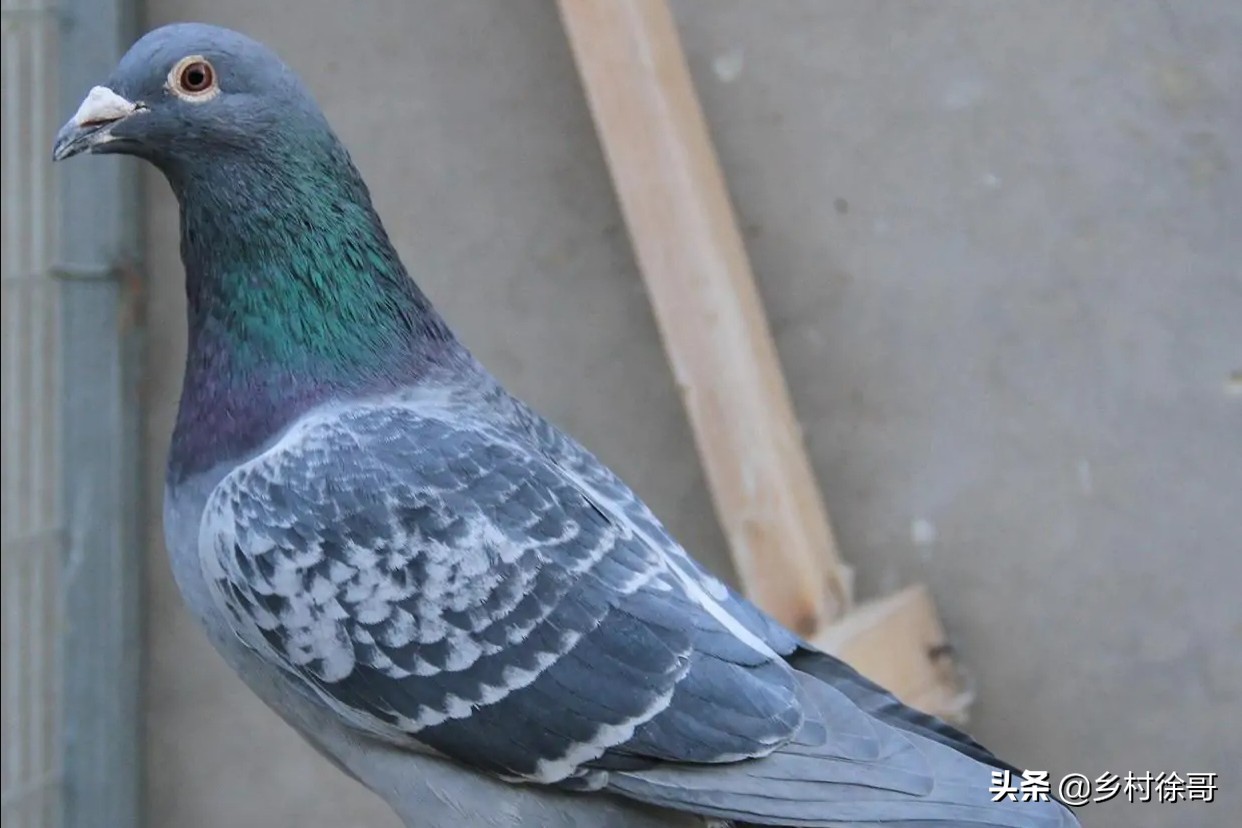 信鸽鸽痘的预防和治疗，掌握基本的知识，对饲养信鸽非常重要