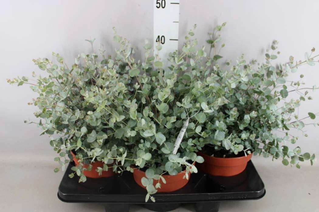 尤加利桉树叶盆栽,尤加利抽水机