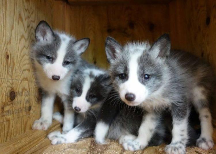 日本藏王狐狸村旅游,宫城县藏王狐狸村