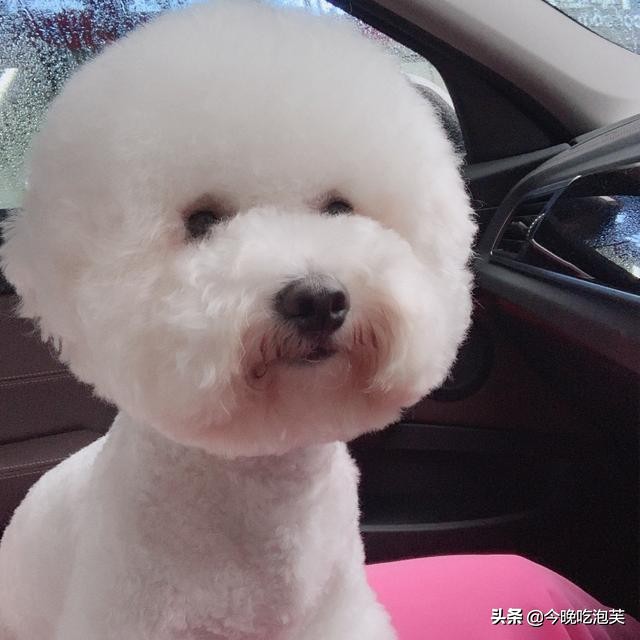 狗狗胆小怎么办？宠物专家告诉你，千万不要在这种情况招惹它