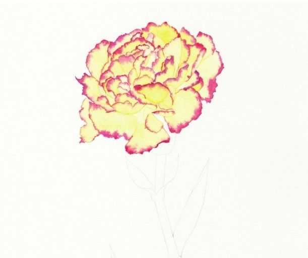 只需7步,就能画出这么美的康乃馨,艺术生快来学习临摹吧,收藏