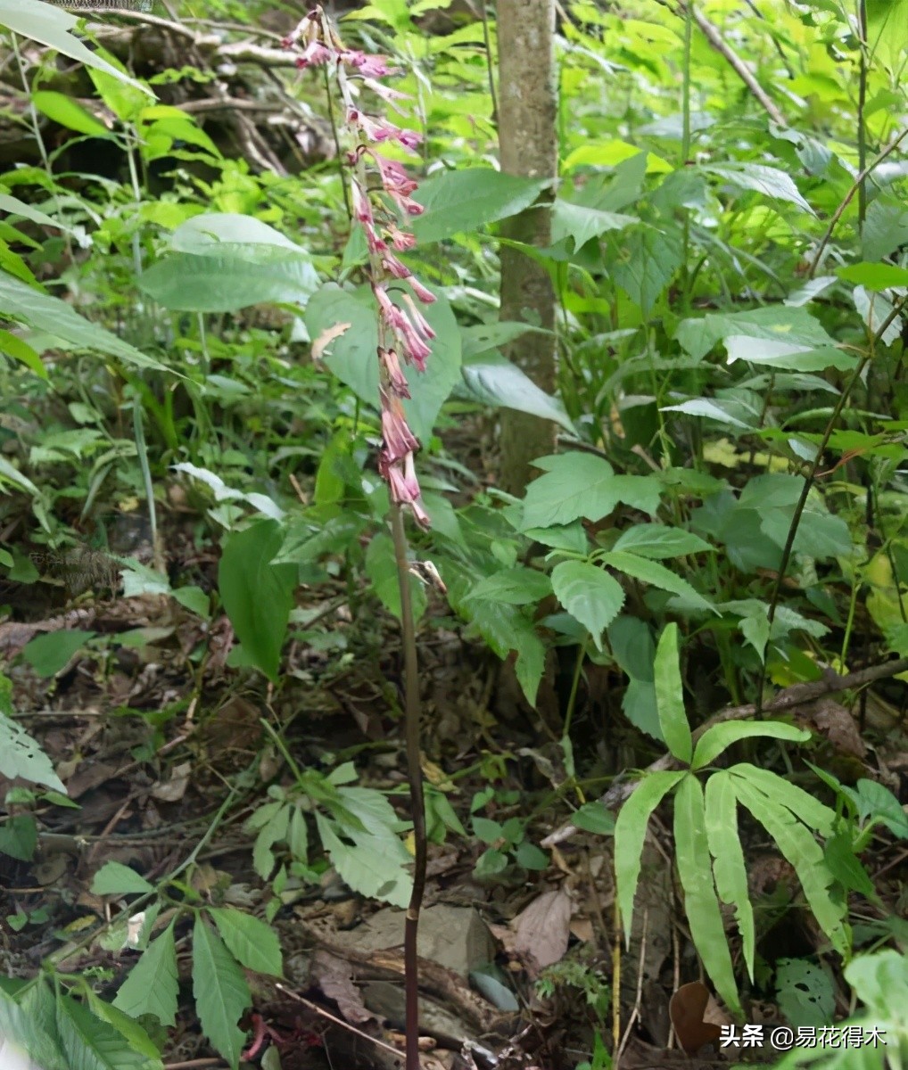 杜鹃兰属于几级保护植物,杜鹃兰品种图片