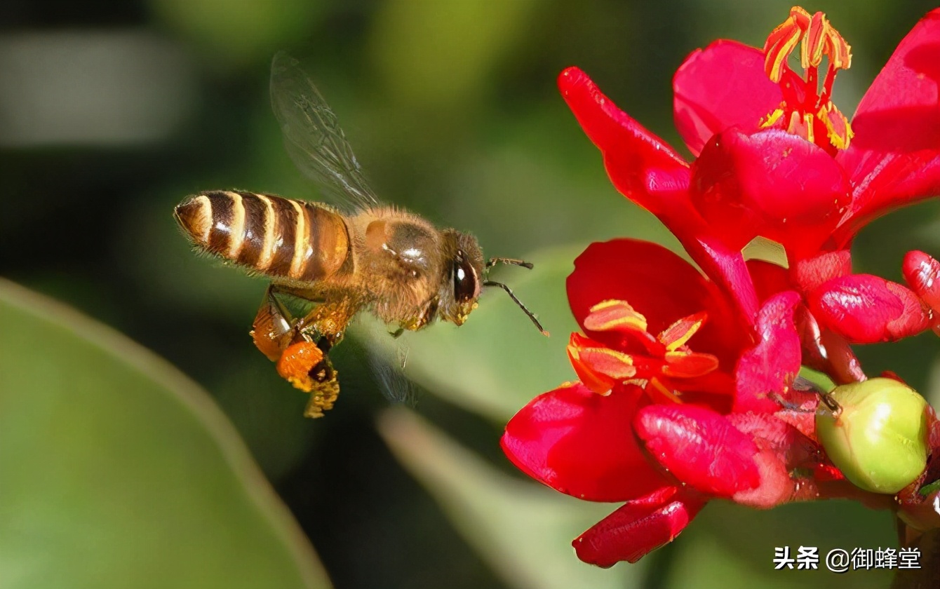 蜜蜂养殖场投资多少钱,蜜蜂养殖要投资多少钱才能赚钱