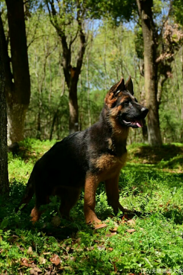 德国牧羊犬图片霸气大全集,德国牧羊犬图片精品