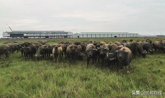 去越南开厂真能赚钱吗？看过来人告诉你越南江湖的奇葩人与奇葩事