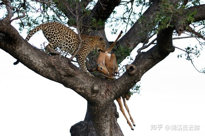 有哪些容易被认错的动物,容易被欺负的动物有哪些