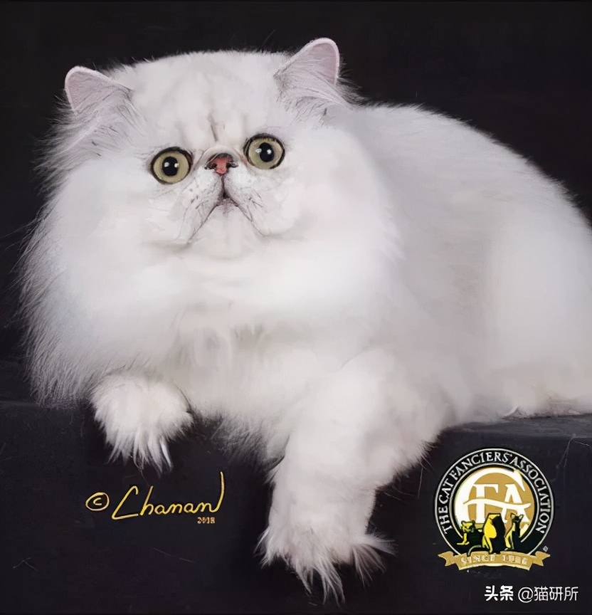 猫咪的花纹是怎么长出来的,猫咪身上的花纹有多奇葩