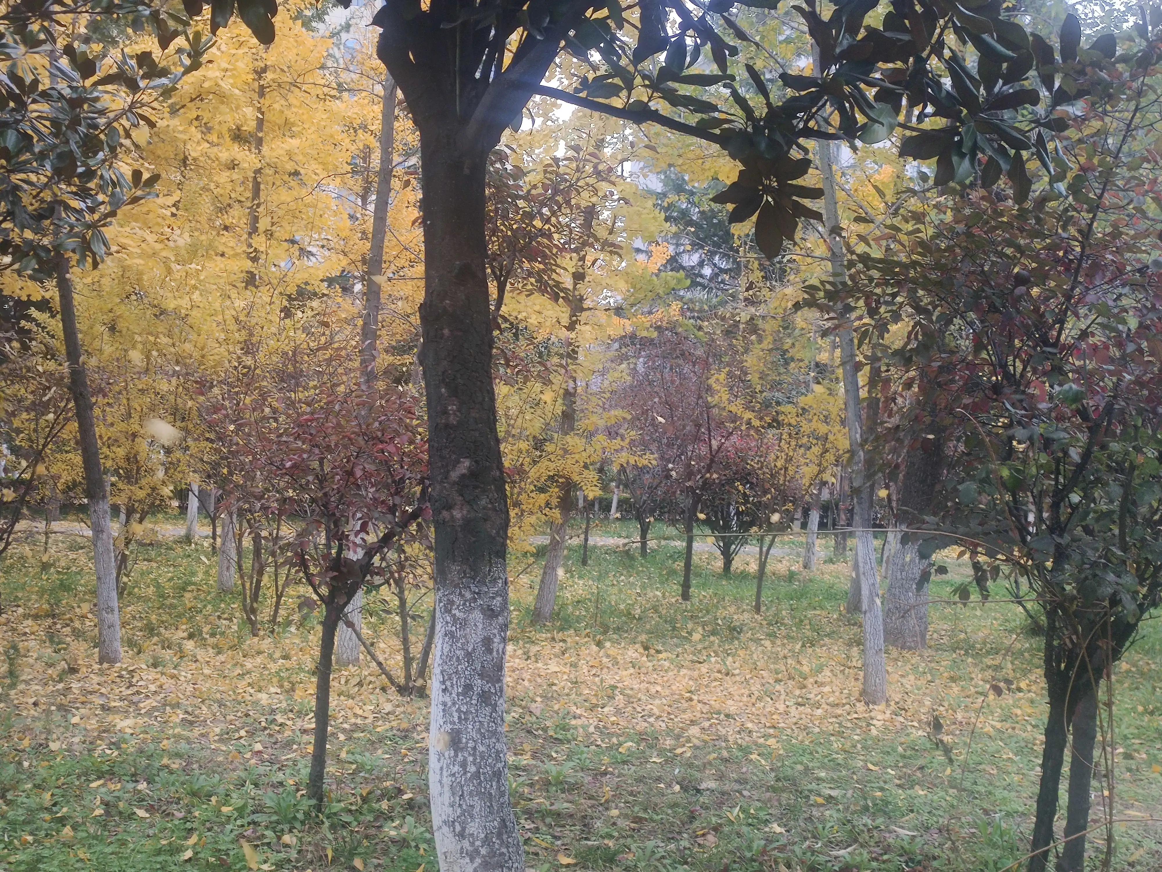 落叶西风,落叶西风知乎