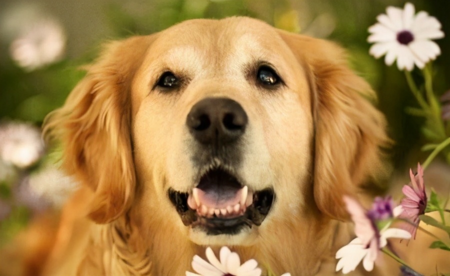 戈赞：狗狗肉垫负伤应该怎么治疗？