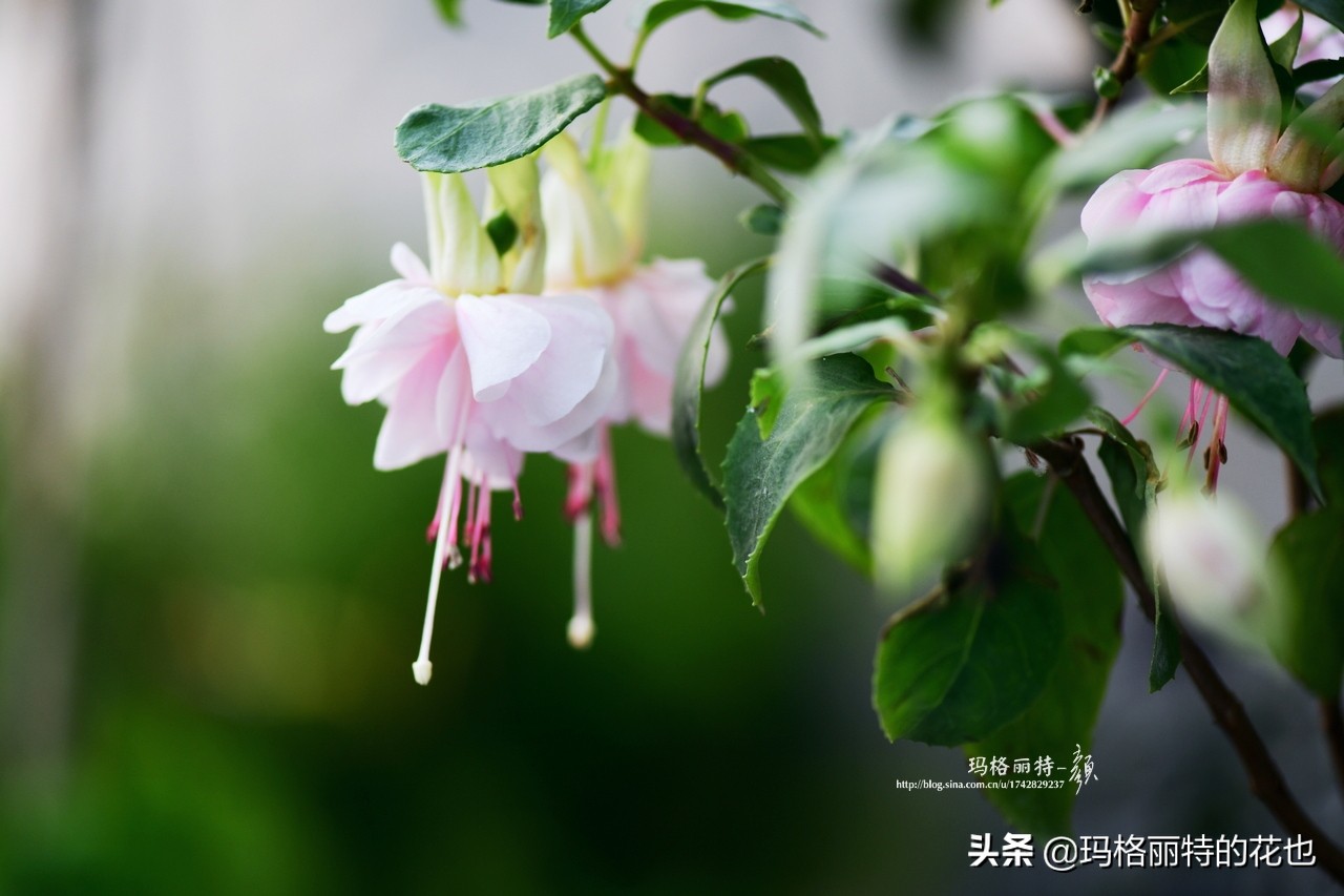 园丁金挂有排期吗,吊钟海棠怎么养护