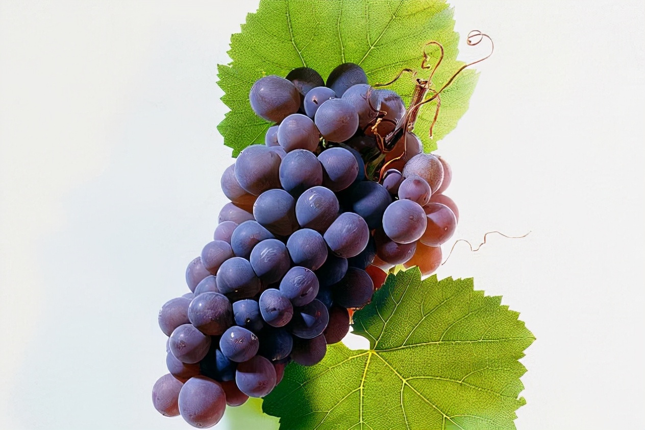 vdp灰皮诺,马斯乔灰皮诺