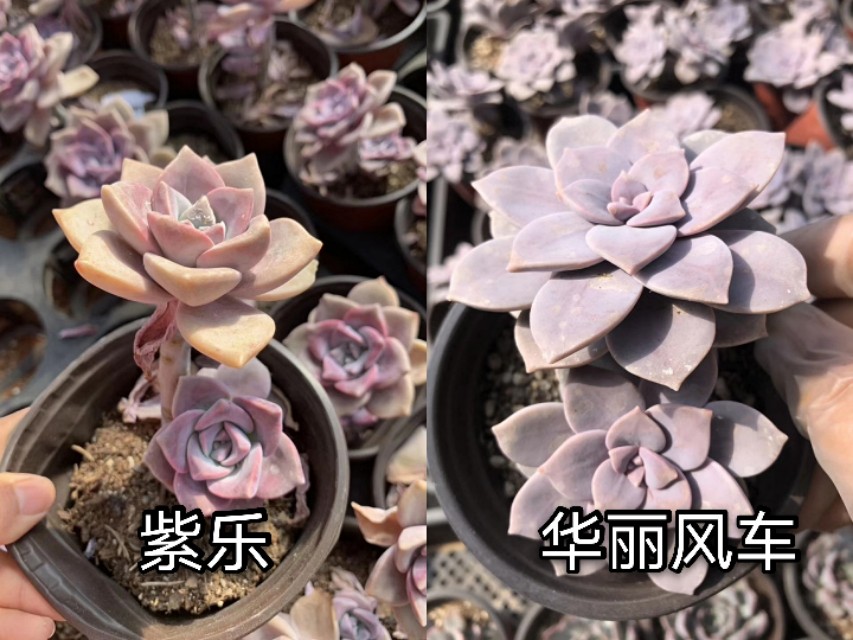 让人脸盲容易混淆的多肉品种10组，这些你都能分得清楚吗？