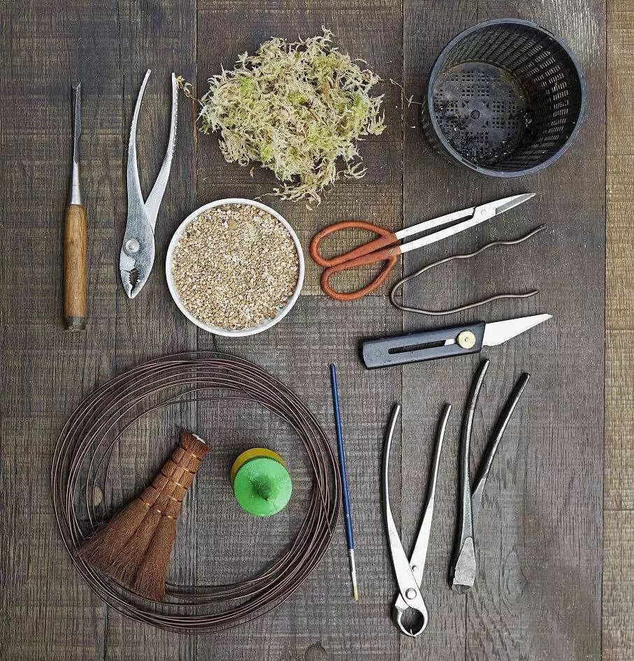 100种盆景造型欣赏,园林盆景微型盆景