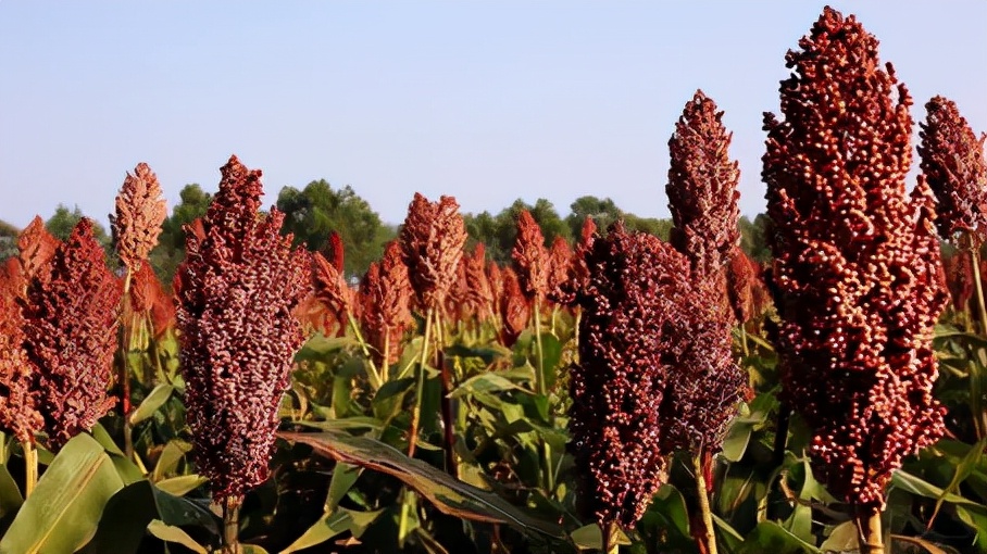 红星65度泡药用酒怎么样,红星甑流酒评测