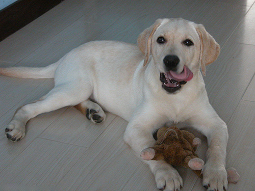 狗做完手术伤口附近掉毛,狗做完手术后伤口流脓一直喘