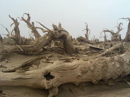 哭泣的红柳滩,哭泣的红柳滩下