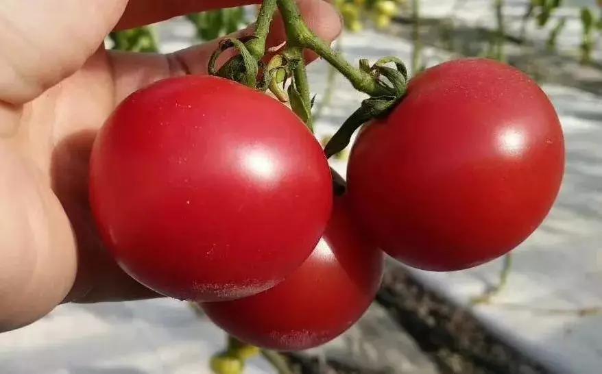 密云焦家坞原味一号西红柿苗,密云农家西红柿