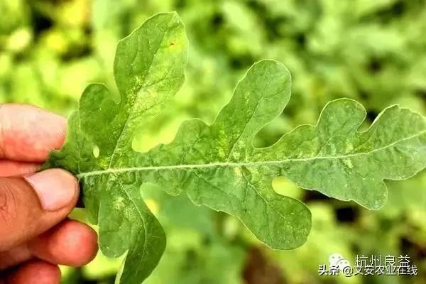 西瓜病虫害防治方法,盆栽西瓜怎么预防虫害