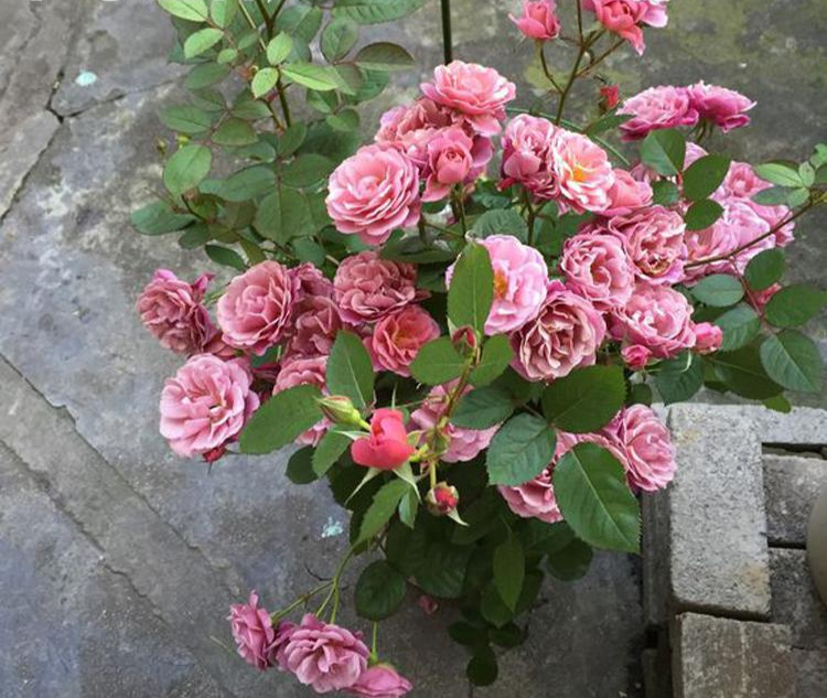 这些花“好看又好养”，不怕高温不怕晒，适合新手夏天养