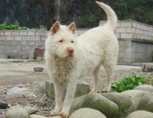 狩猎能力最强的猫,最凶残的下司犬排名