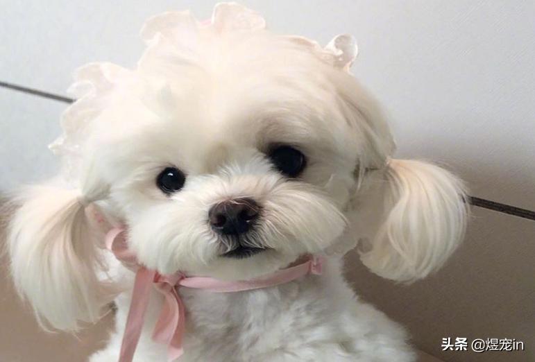 狗狗着凉拉稀吃蒙脱石散管用吗,狗狗着凉拉肚子吃什么药好见效快