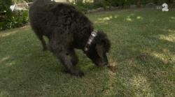 澳洲狗子吸毒,澳大利亚流浪狗