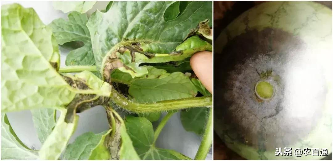 西瓜下雨之前打什么药防治病害,西瓜幼苗病害的各种症状图片