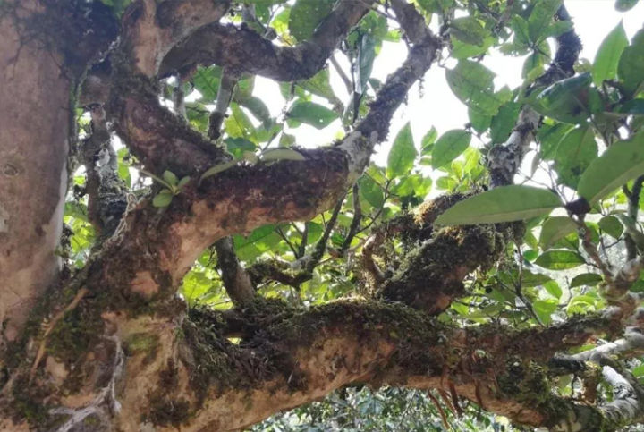 那卡是班章吗,那卡和班章口感