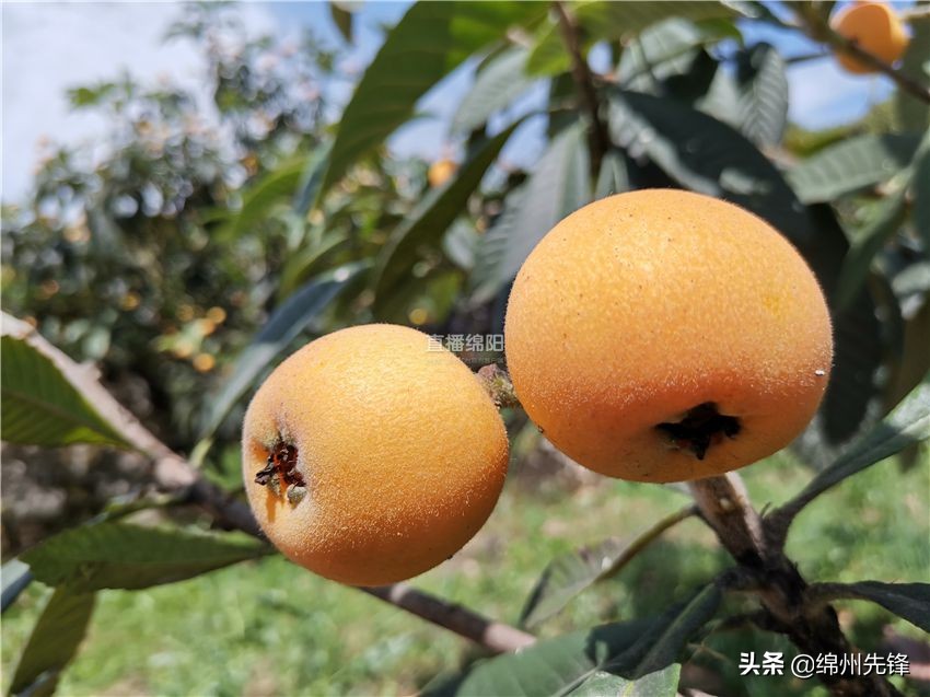 哪个地区的大五星枇杷口感最好,绵阳北川圣灯山枇杷