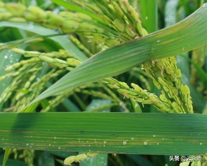 水稻早衰图片,水稻早衰的原因及解决方法