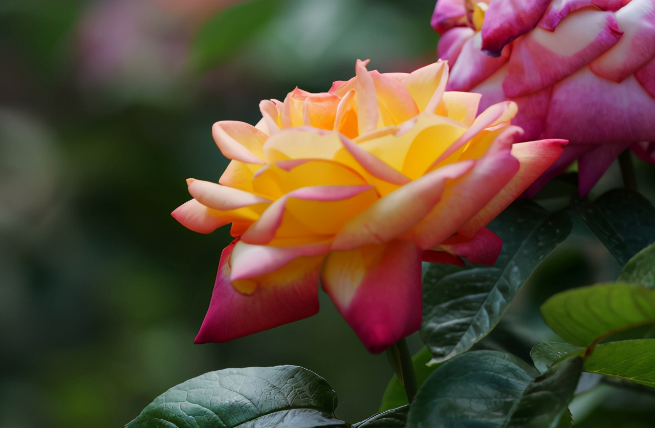 L鍗″彛闀跨劍闀滃ご,l鍗″彛70-300闀跨劍闀滃ご鎺ㄨ崘