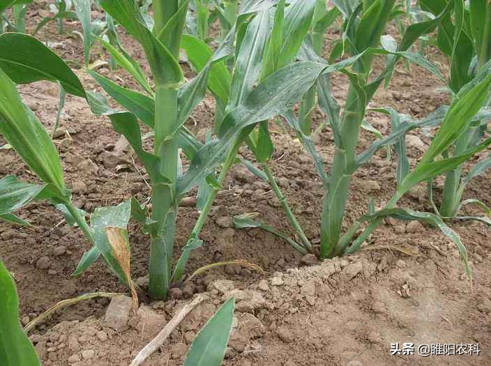 玉米长出枝杈需要打掉吗,玉米打杈什么时候好