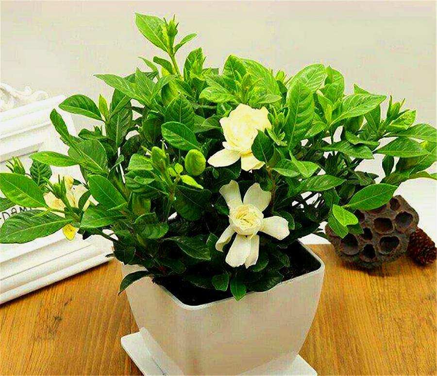 栀子花叶子发黄的原因与解决方法,栀子花叶子发黄什么原因