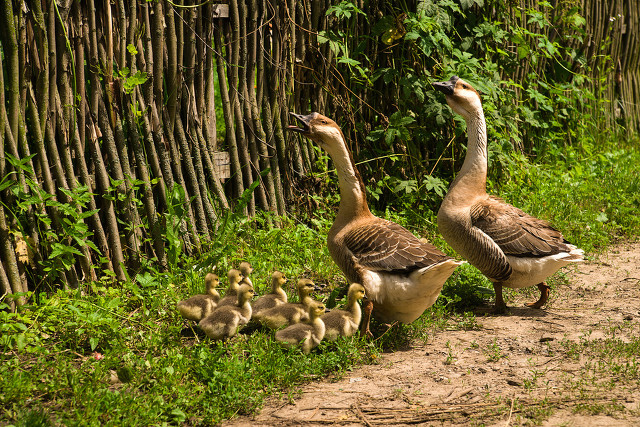 遇到大鹅攻击怎么办,如果被一群大鹅攻击怎么办