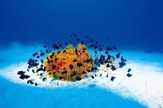 杨颖黎族海岛素颜照,海岛素颜照