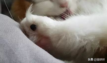 猫咪脚上有伤口得把毛全剃了吗,猫咪冬天剪毛发会感冒么