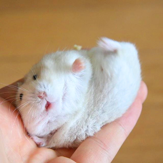 如何驯服一只不听话的小仓鼠,仓鼠躺鼠过程