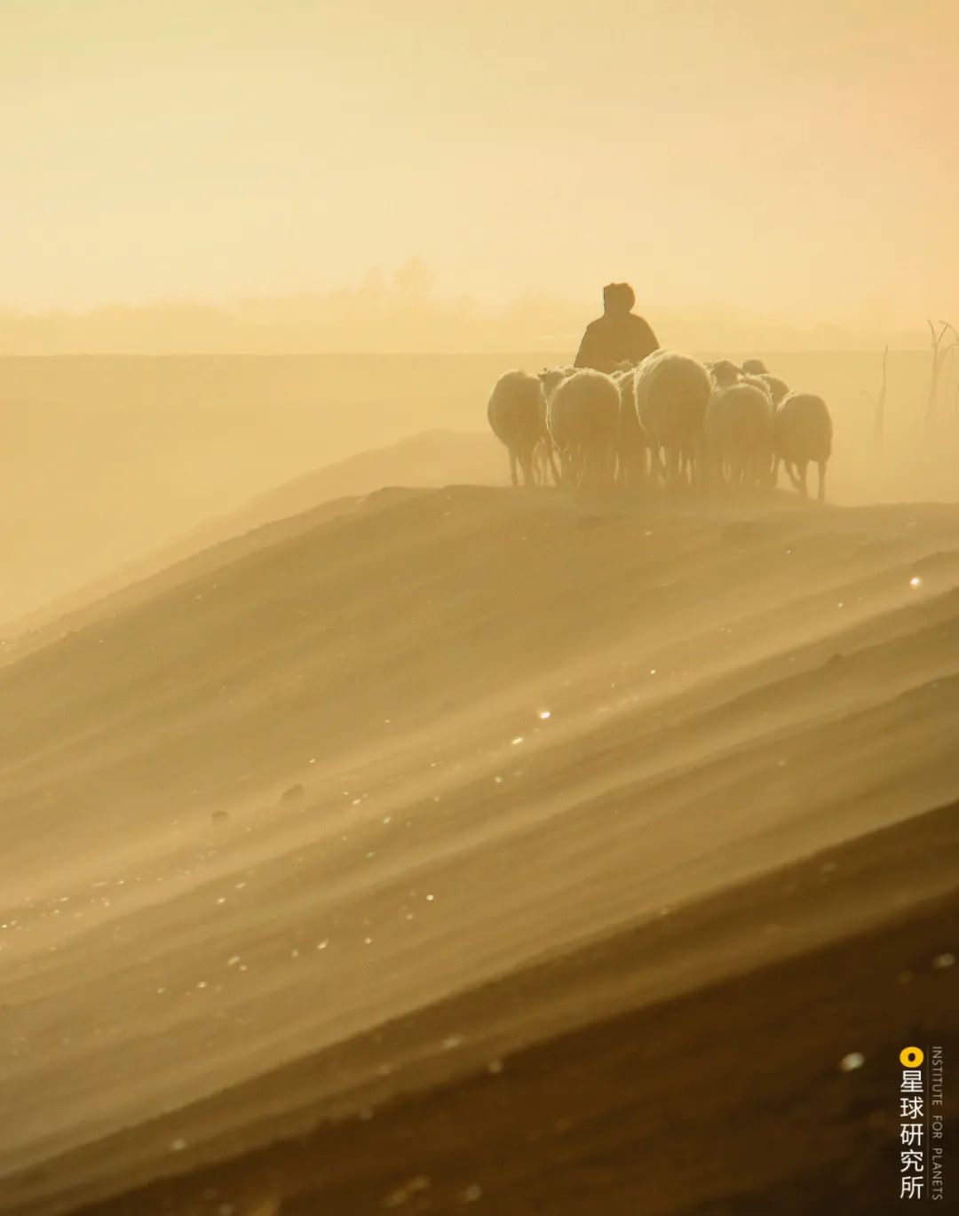 中国植树造林成果国外有什么看法,植树造林改造沙漠