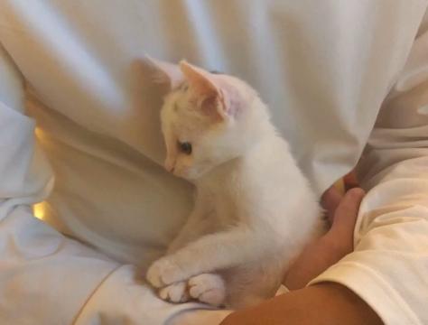 流浪猫被救助后特别黏主人,流浪猫粘鼠板救助