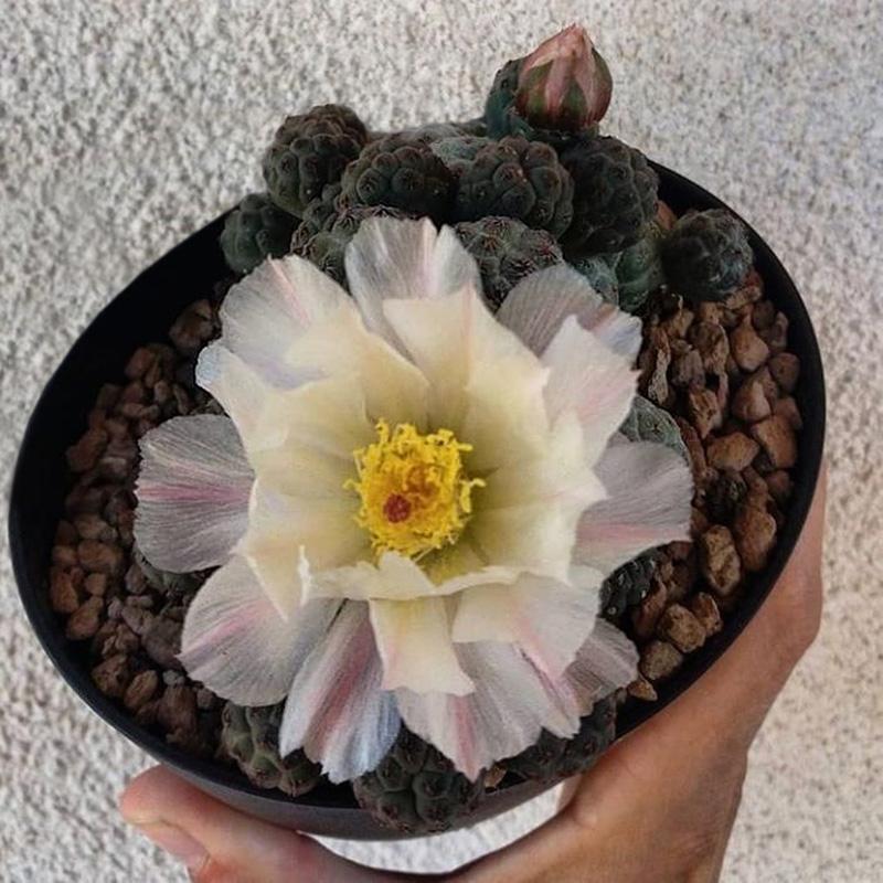 148个仙人球品种大全,100个仙人球品种